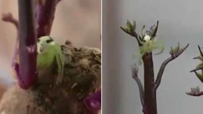 മനുഷ്യമുഖമുള്ള ചിലന്തി, 'സ്പൈഡര്മാനെ' കണ്ടെത്തിയോ എന്ന് ചോദ്യം