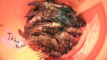 കടലില്‍ ഇറങ്ങാന്‍ വരെ ഭീഷണിയായ രീതിയില്‍ വംശവര്‍ധന, തിന്നുതീര്‍ക്കാന്‍ അനുമതി നല്‍കി സര്‍ക്കാര്‍