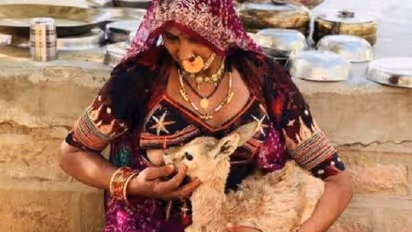 ತಾಯಿ ನೀ ಕರುಣಾಮಯಿ: ಮರಿಜಿಂಕೆಗೆ ಹಾಲುಣಿಸಿದ ಮಹಾತಾಯಿ!