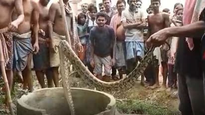 বাড়ির মধ্যেই বারো ফুটের পাইথন, আতঙ্ক পশ্চিম মেদিনীপুরে