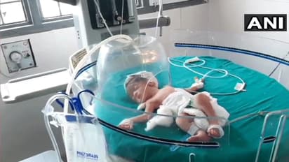 Haryana: Two stray dogs save baby girl dumped in drain; baby now critical