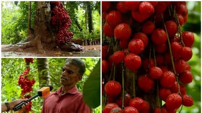 രുചിയില് റമ്പൂട്ടാനോട് സമം: കായ്ക്കുന്നത് തടിയില്, ഇത് മൂട്ടിപ്പഴം