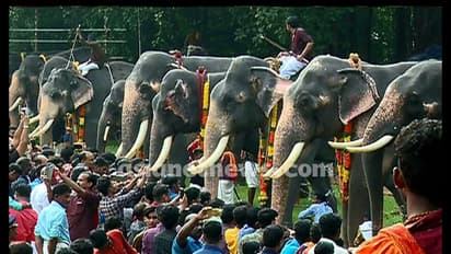 ಕೇರಳದಲ್ಲಿ ವಿಶೇಷ ಆನೆ ಹಬ್ಬ; ಒಂದು ತಿಂಗಳು ಗಜರಾಜನಿಗೆ ಚಿಕಿತ್ಸೆ, ಆರೈಕೆ!
