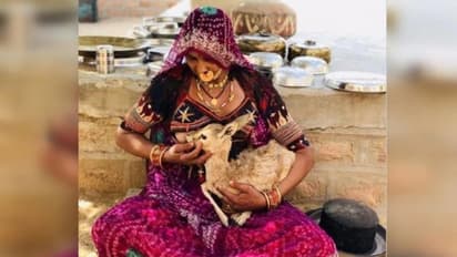 தாயை இழந்த மான் குட்டிக்கு பாலூட்டிய பெண்... சமூகவலைத்தளங்களில் குவியும் பாராட்டுக்கள்!!