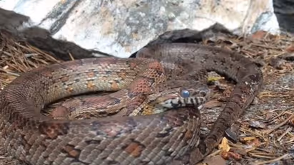 മഴക്കാലമല്ലേ, വീടിനുള്ളിൽ പാമ്പ് കയറാതിരിക്കാൻ ശ്രദ്ധിക്കേണ്ട കാര്യങ്ങൾ