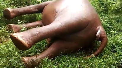 വയനാട്ടില് വൈദ്യുതാഘാതമേറ്റ് കാട്ടാനയെ ചരിഞ്ഞ നിലയില് കണ്ടെത്തി