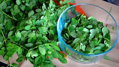 കര്ക്കടക മാസത്തിൽ മുരിങ്ങയില കഴിക്കുന്നതിൽ കുഴപ്പമുണ്ടോ?