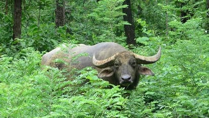 ബത്തേരിയിൽ കാട്ടുപോത്തിന്റെ അക്രമത്തിൽ സിവിൽ പൊലീസ് ഓഫീസർക്ക് പരിക്ക്