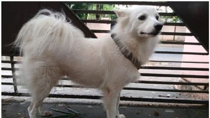 Kerala: Pet abandoned for ‘Illicit relationship’ with neighbour’s dog