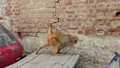 बंदरों के आतंक से थर्राई कान्हा की नगरी मथुरा