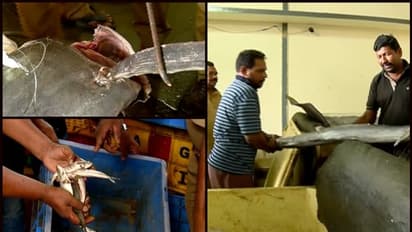 ചീഞ്ഞ നെയ്മീനും ചാളയും; കൊല്ലത്ത് 100 കിലോ പഴകിയ മീന് പിടികൂടി