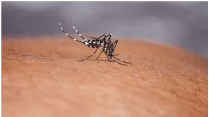 വയനാട്ടില് ഡെങ്കിപ്പനി പടരുന്നു; രോഗം ബാധിച്ചെത്തിയത് നിരവധിപ്പേര്