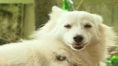 পোষ্যর প্রেমে অমত মালিকের, পরিণামে রাস্তায় ঠাঁই হল জার্মান স্পিৎজ- এর