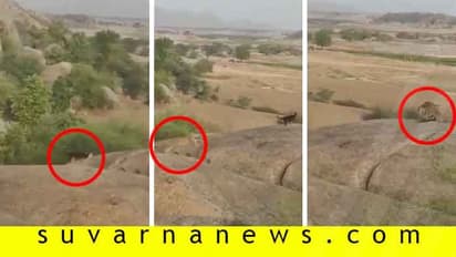 ಚಿತ್ರದುರ್ಗ: ಬಾಳೆಕಾಯಿ ಸಿದ್ದೇಶ್ವರ ಬೆಟ್ಟದಲ್ಲಿ  ಚಿರತೆ ಪ್ರತ್ಯಕ್ಷ