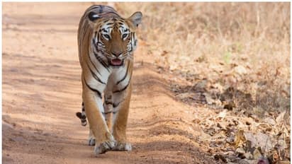 ആളുകൾക്ക് മുന്നിലേക്ക് കൊണ്ടുവരുന്നതിനിടെ പരിശീലകയെ കടിച്ച് കുടഞ്ഞ് കടുവ, പാർക്ക് അടച്ചു 