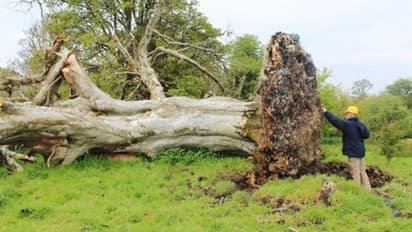 215 साल से पेड़ के नीचे दफन था राज, तूफान के बाद खुली भयानक सच्चाई