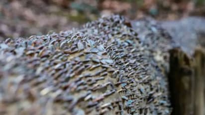 ഇതാണ് 'പണം കായ്ക്കുന്ന മരം'; വേണ്ടവര്ക്ക് പോകാം...