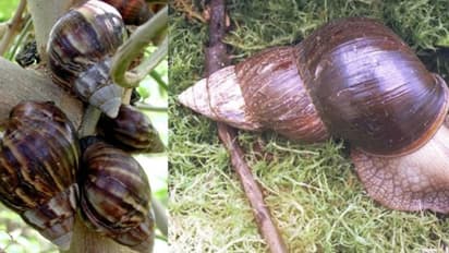 സൂക്ഷിക്കണം ഈ ഒച്ചുകളെ; പരത്തുന്നത് മാരക രോഗങ്ങള്‍