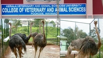 പക്ഷികളോട് കൊടും ക്രൂരത; വയനാട് വെറ്ററിനറി സർവകലാശാലയ്ക്കെതിരെ നടപടിയുമായി സർക്കാർ