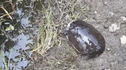 വെള്ളത്തിന് നിറവ്യത്യാസം, പാടശേഖത്തില് ആമകള് ചത്തുപൊങ്ങി; നാട്ടുകാര് ആശങ്കയില്