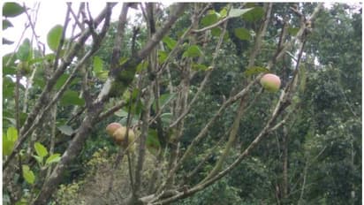 പൂക്കളുടെ നാട്ടില്‍ ഇനി ആപ്പിളും കായ്ക്കും