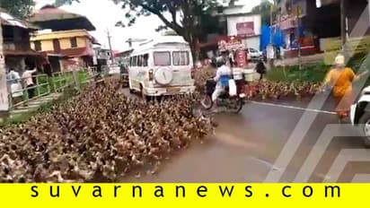 ಬಾತುಕೋಳಿ ಹಿಂಡು ರಸ್ತೆ ದಾಟಲು ಸಂಚಾರ ಸ್ಥಗಿತ!