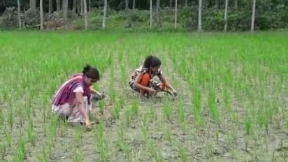 ভুগোলে অনার্স দুই বোন, চাষ করেই সংসার টানছেন দীপা- সমাপ্তি