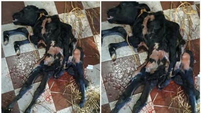 എട്ടുകാലുകളുമായി പശുക്കിടാവ്; കൗതുകത്തോടെ നാട്ടുകാര്