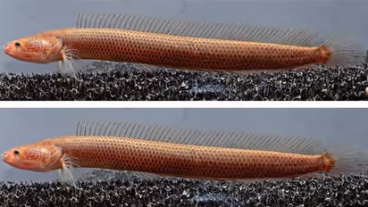 തിരുവല്ലയിലെ കിണറില്‍ നിന്ന് കണ്ടെത്തിയത് 'മഹാബലിയെ'; അപൂര്‍വ്വമെന്ന് ഗവേഷകര്‍