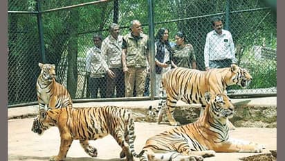 Bengaluru’s Bannerghatta Biological Park names tiger cub after Hima Das