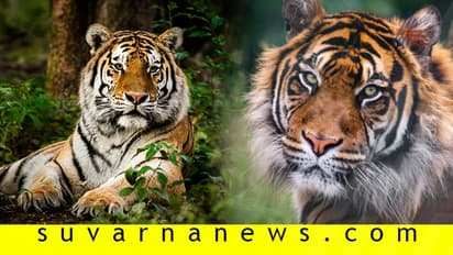 ಹುಲಿಗಣತಿಯಲ್ಲಿ ಭಾರೀ ಲೋಪದೋಷ?: ನಕಲು ಚಿತ್ರಗಳ ಬಂಡವಾಳ ಬಯಲು!