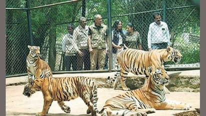 International Tiger Day: Cub named after Hima Das at Bannerghatta Biological Park in Bengaluru