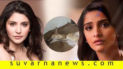 ಮಳೆಯಿಂದ ರಕ್ಷಣೆಗಾಗಿ ಬಂದ ಶ್ವಾನಕ್ಕೆ ಥಳಿತ; ನ್ಯಾಯಕ್ಕಾಗಿ ಒಂದಾದ ಬಾಲಿವುಡ್ ತಾರೆಯರು