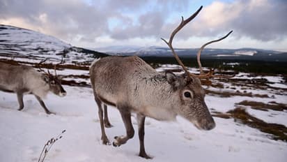 ২০০-র বেশি বলগা হরিণের মৃত্যুতে প্রমাদ গুনছেন পরিবেশবিদরা