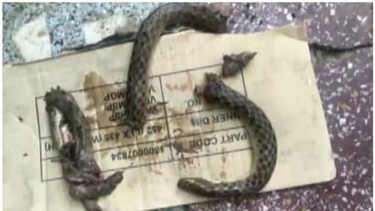 കൊത്തിയ പാമ്പിനെ കടിച്ചുമുറിച്ച യുവാവ് ഗുരുതരാവസ്ഥയില്