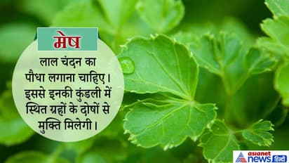 किस पेड़ या पौधे से सुधरेगी आपकी किस्मत जानिए यहां