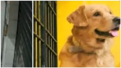 கோடம்பாக்கத்து பரபரப்பு சிசிடிவி காட்சி..! பட்டப்பகலில் கடத்தப்பட்ட நாய்..! அதுவும் ஒரு பெண்..?!