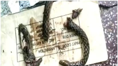 తనను కరిచిందని.. పామును కొరికేశాడు