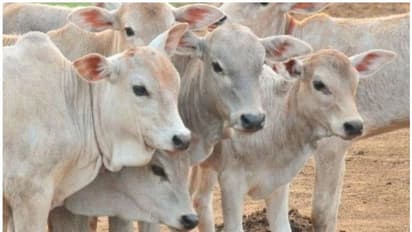 ಮೈಸೂರು: ಅಕ್ರಮವಾಗಿ ಸಾಗಿಸುತ್ತಿದ್ದ ಮೂರು ಹಸು, 25 ಕರುಗಳ ವಶ