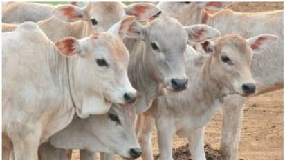 Hassan illegal slaughterhouse raid: Police find 60 cows hung, blood flown into lake; seize 10,000 kg beef