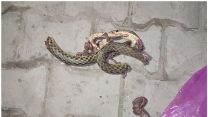 ಎಣ್ಣೆ ಏಟು, ತನಗೆ ಕಚ್ಚಿದ ಹಾವನ್ನೇ ಕಚ್ಚಿ ಕಚ್ಚಿ ತುಂಡರಿಸಿದ, ಮುಂದೆ!