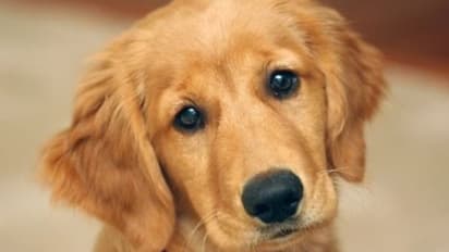 ഗോൾഡൻ റിട്രീവറിനെ തട്ടിക്കൊണ്ടുപോയി; പൊലീസിന്റെ സഹായം തേടി ഉടമ