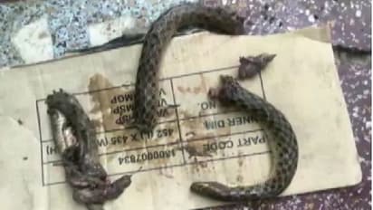 ಹಾವನ್ನೇ ಕಚ್ಚಿ ತುಂಡು ತುಂಡು ಮಾಡಿದ ಕುಡುಕ!