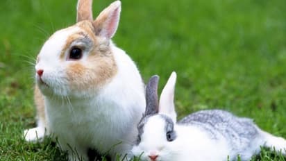 ಶಿವಮೊಗ್ಗ: ಕಾಡು ಮೊಲ ಕೊಂದು ಮಾರಾಟಕ್ಕೆ ಯತ್ನ, ನಾಲ್ವರ ಸೆರೆ