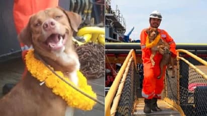 220 ಕಿಮೀ ಸಮುದ್ರದ ಒಳಗೆ ಪತ್ತೆಯಾದ ಶ್ವಾನ... ಒಂದು ನಾಯಿಯ ಕತೆ!