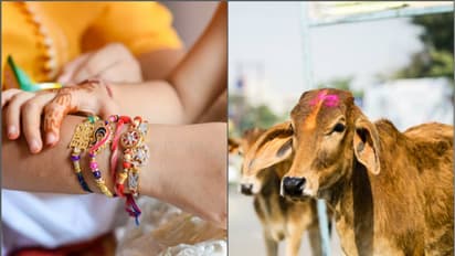 রাখিতেও গোমাতার আশীর্বাদ! বাজারে আসছে পরিবেশবান্ধব 'গোবর-রাখি'