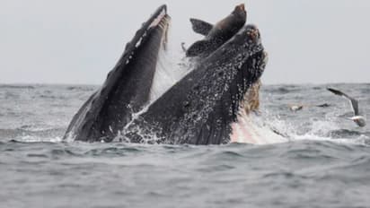 തിമിംഗലത്തിന്റെ വായിലകപ്പെട്ട കടല് സിംഹം; അപൂര്വ്വ ചിത്രം