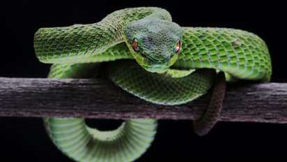 স্বপ্নে সাপ দেখেন! জেনে নিন এর প্রকৃত অর্থ