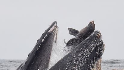 ತಿಮಿಂಗಿಲ ಬಾಯಲ್ಲಿ ಕಡಲ ಸಿಂಹ: ಬದುಕಿದ ಪರಿಯೇ ಅನನ್ಯ!