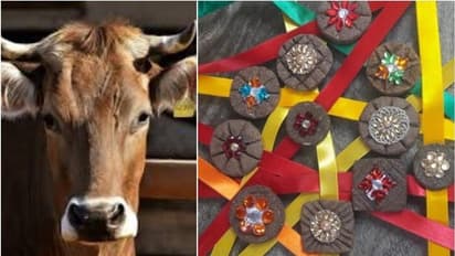 ചാണകത്തില് നിന്ന് രാഖിയും; പുതിയ സംരഭവുമായി ശ്രീകൃഷ്ണ ഗോശാല